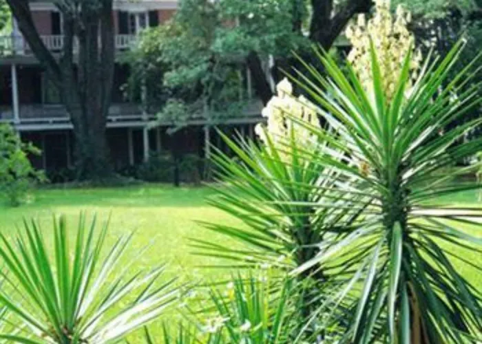 The Elms Bed And Breakfast Natchez